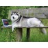 PS - Petflix Dog Toy - Notebook