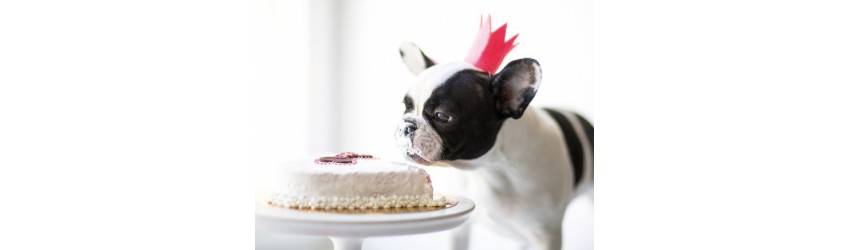 Festa di Compleanno per il tuo cane Torte e Accessori per Cani - My Luxury  Pet - Venezia